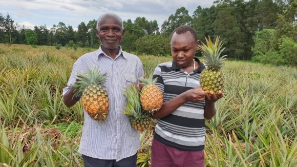 Two men stand in a field holding up pineapples.