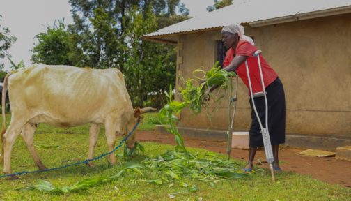 A woman leans on crutches as she feeds a cow.