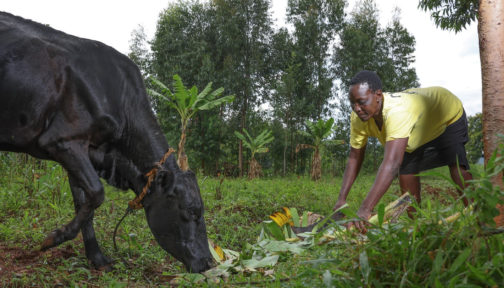 Maren Atieno, a sorghum farmer, attends to a cow on her farm