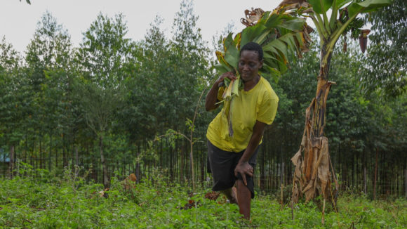 Maren Atieno, a sorghum farmer, is carrying leaves to feed her cow.