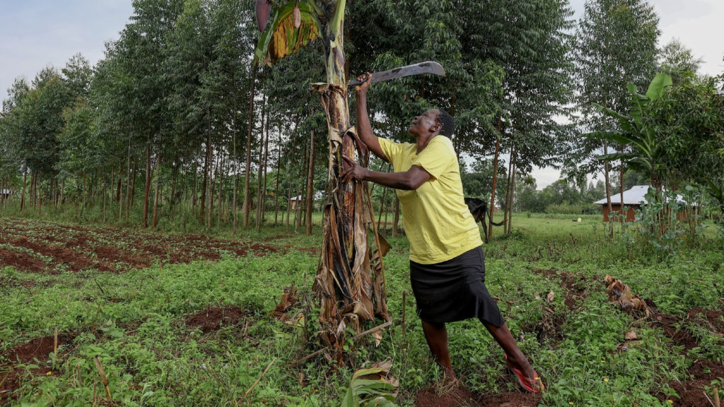 Maren Atieno, a sorghum farmer, cuts down leaves from a tree on her farm