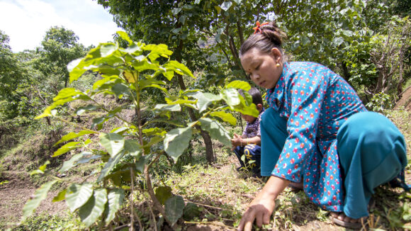 Coffee farmer Sasmita crouches down to tend to her crops.